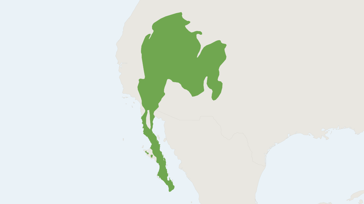Range map of the White-tailed Antelope Squirrel (Ammospermophilus leucurus)