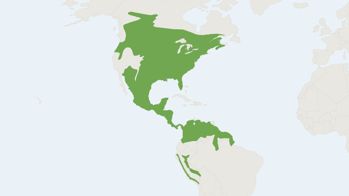 Range map of the White-tailed Deer (Odocoileus virginianus) covering Bolivia, Canada and Mexico