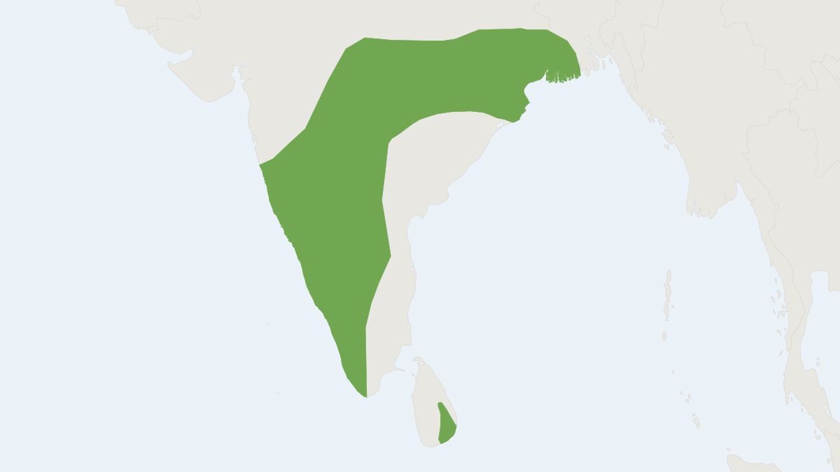 Range map of the White-tailed Wood Rat (Madromys blanfordi) covering India