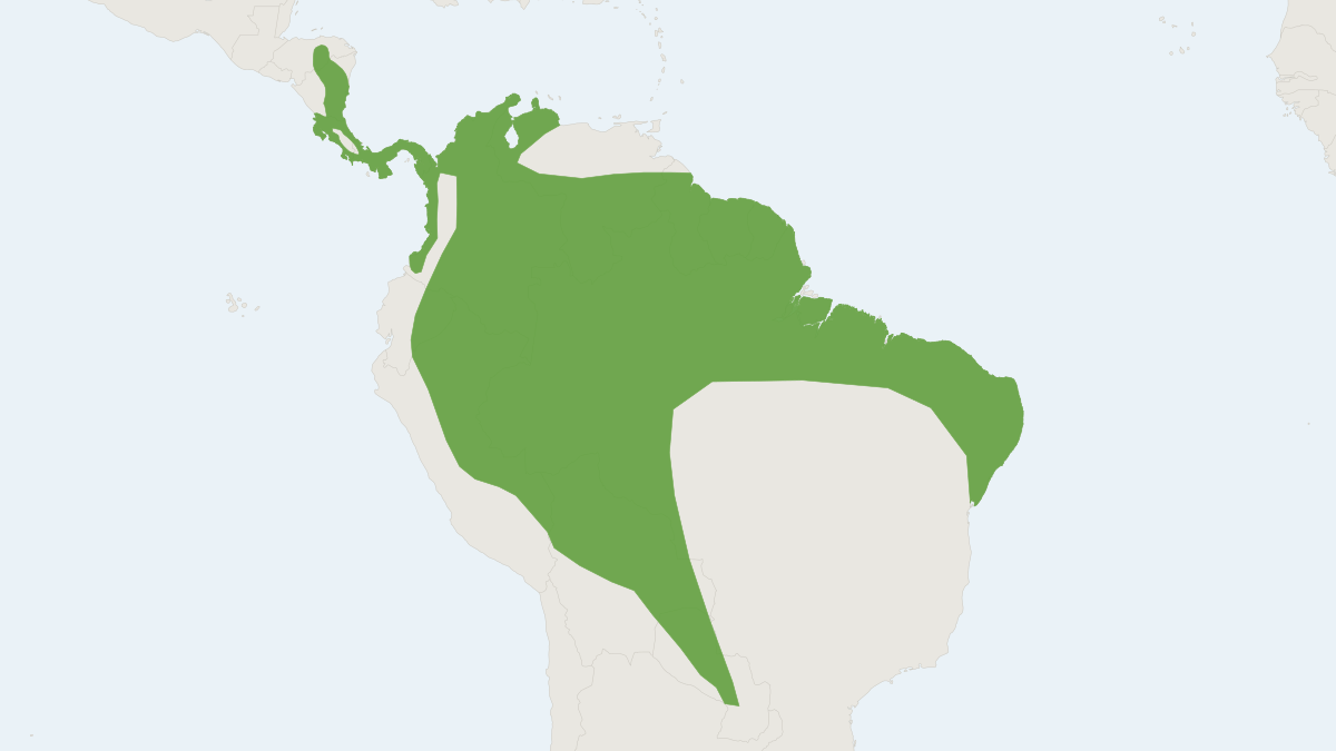 Range map of the White-throated Round-eared Bat (Lophostoma silvicolum)