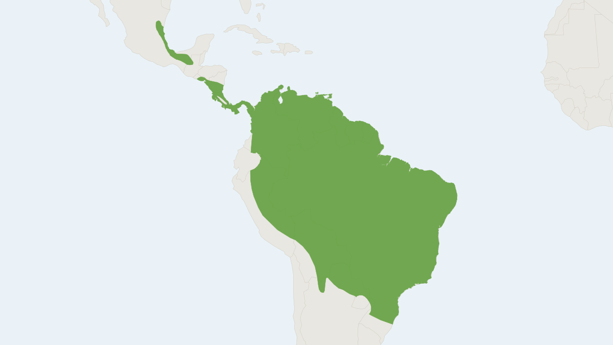 Range map of the White-winged Vampire Bat (Diaemus youngii)
