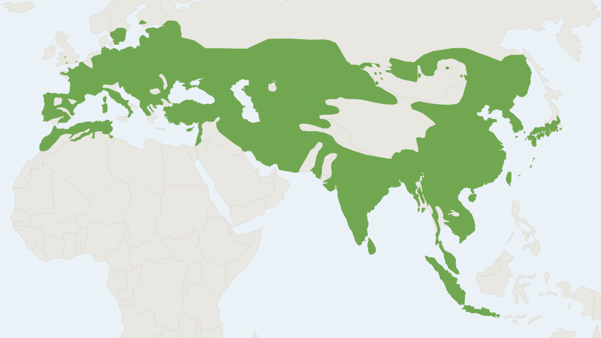 Range map of the Wild Boar (Sus scrofa) covering Australia, China and India