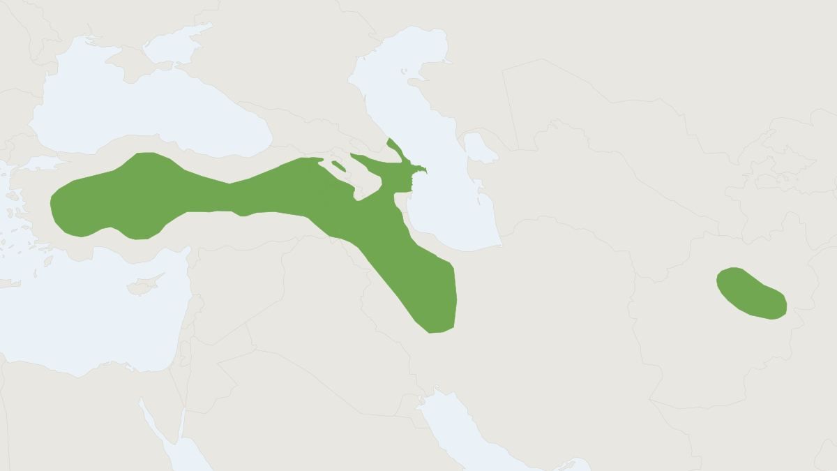 Range map of the Williams’s Jerboa (Scarturus williamsi)