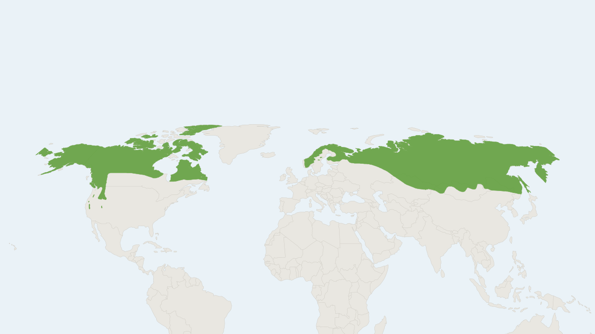 Range map of the Wolverine (Gulo gulo) covering Canada, Finland and Norway
