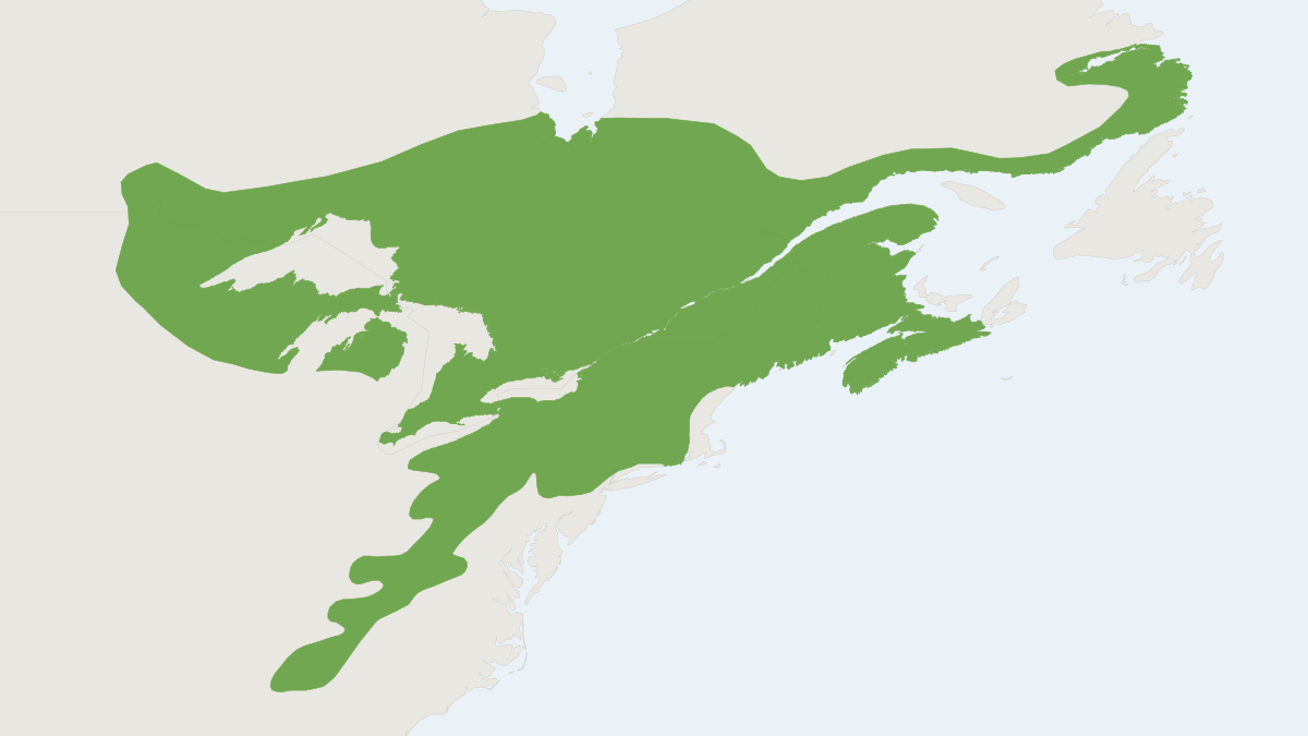 Range map of the Woodland Jumping Mouse (Napaeozapus insignis)
