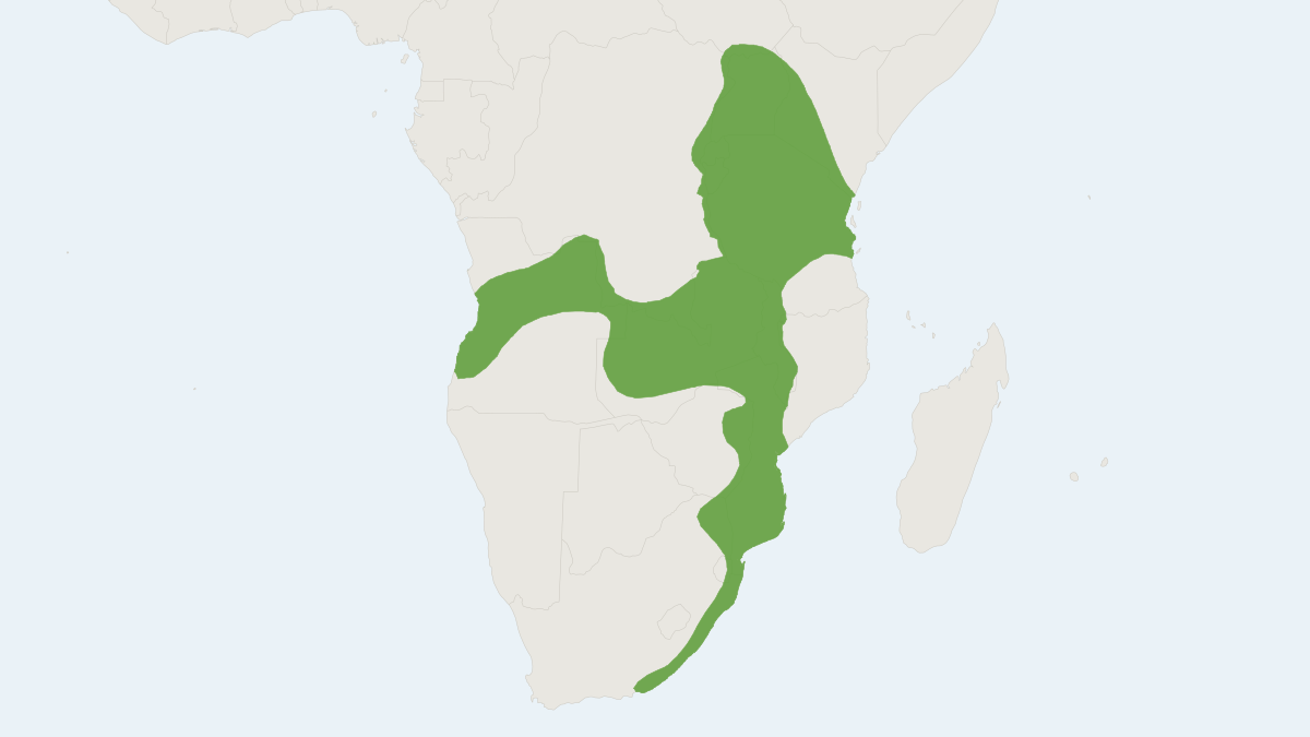 Range map of the Woodland Thicket Rat (Grammomys dolichurus)