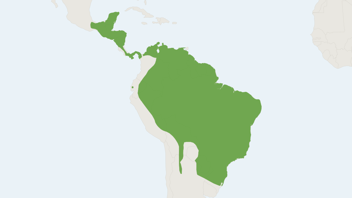 Range map of the Woolly False Vampire Bat (Chrotopterus auritus) covering Argentina, Belize and Bolivia