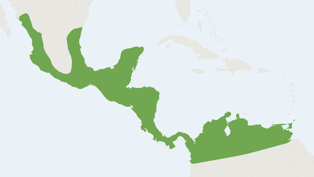 Range map of the Wrinkle-faced Bat (Centurio senex) covering Belize, Colombia and Costa Rica