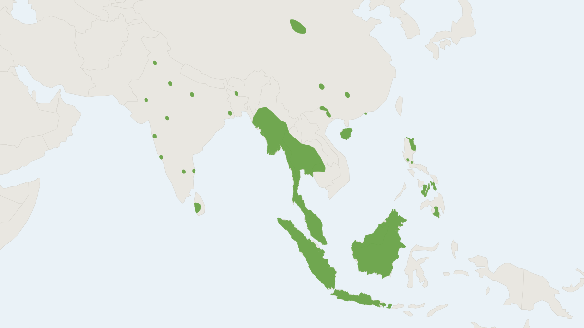 Range map of the Wrinkle-lipped Free-tailed Bat (Mops plicatus) covering Brunei, Cambodia and Indonesia