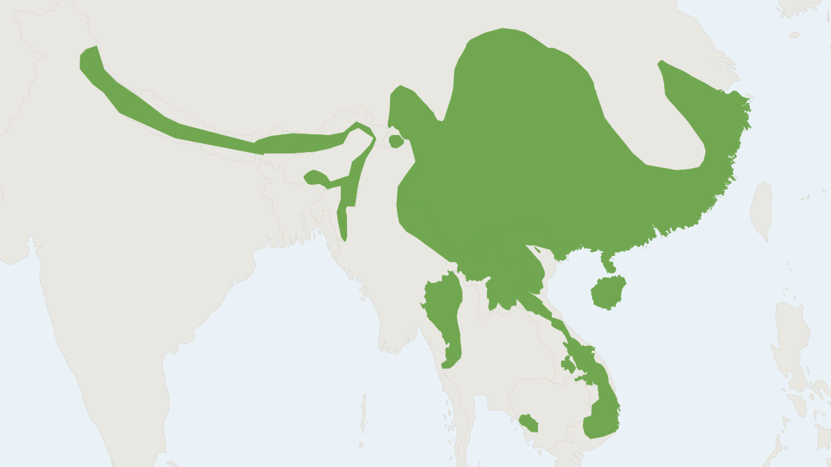 Range map of the Yellow-bellied Weasel (Mustela kathiah)