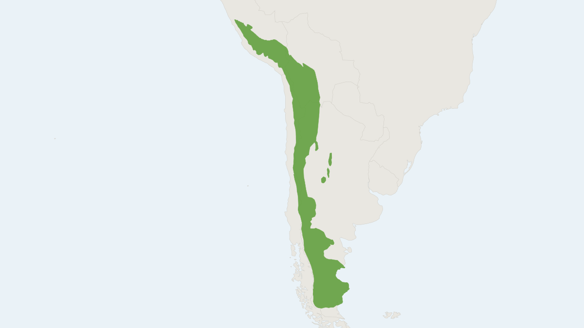 Range map of the Yellow-rumped Leaf-eared Mouse (Phyllotis xanthopygus)