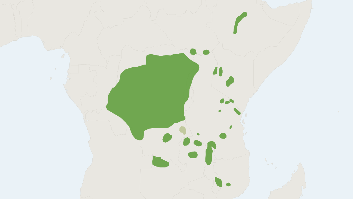 Range map of the Yellow-spotted Brush-furred Rat (Lophuromys flavopunctatus)