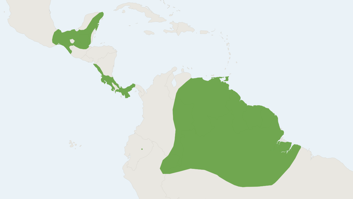 Range map of the Yellow-throated Big-eared Bat (Lampronycteris brachyotis)