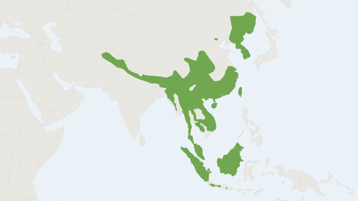 Range map of the Yellow-throated Marten (Martes flavigula)