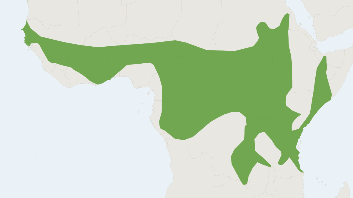 Range map of the Yellow-winged Bat (Lavia frons)