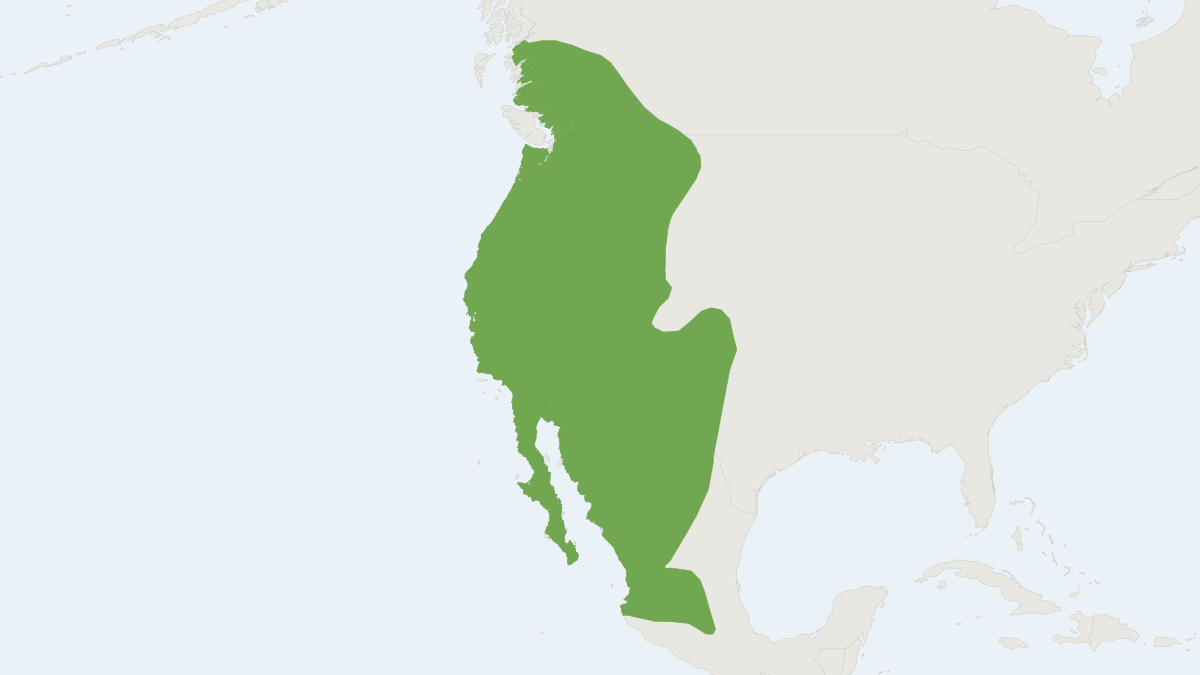 Range map of the Yuma Myotis (Myotis yumanensis)