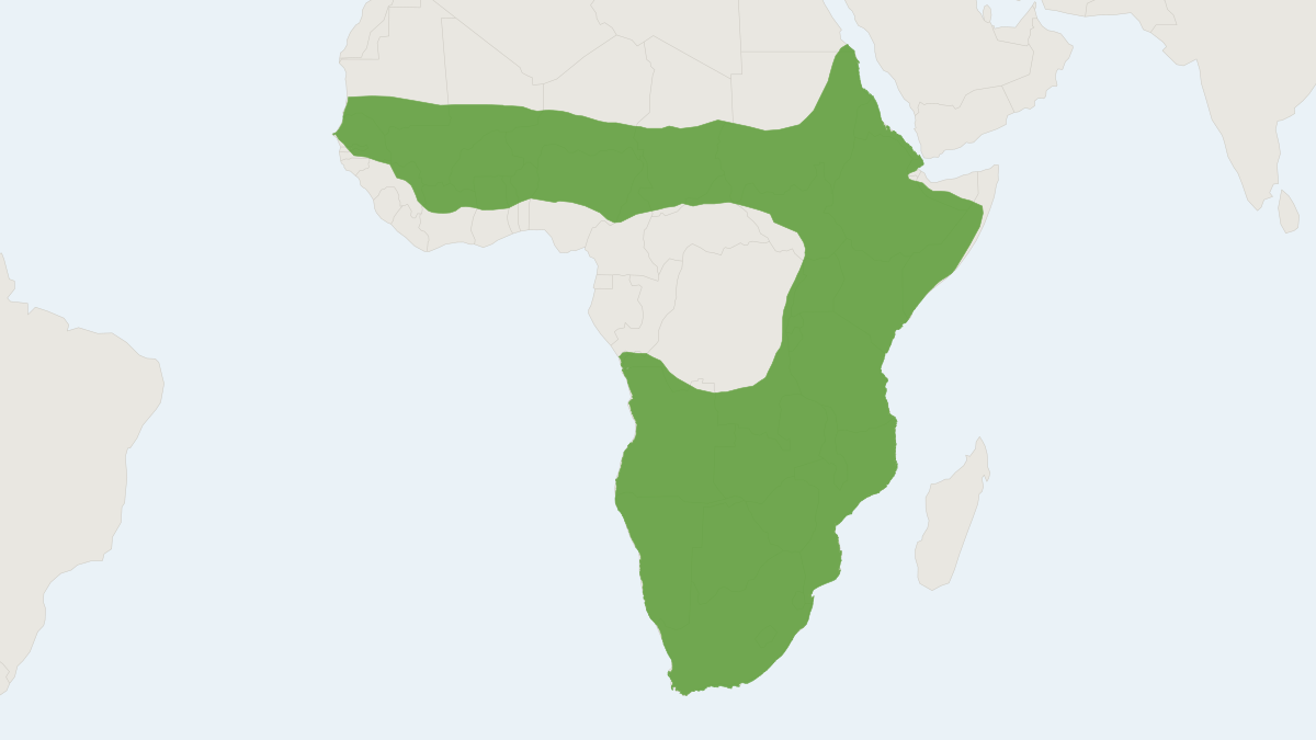 Range map of the Zorilla (Ictonyx striatus)